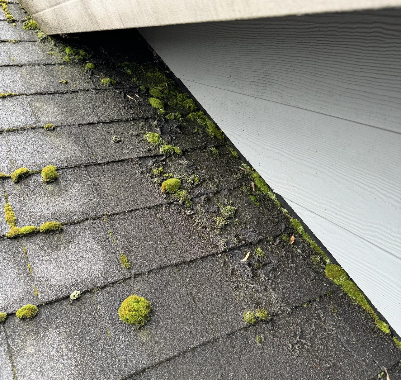 Asphalt shingle roof moss damage causing moisture buildup in Southwest Washington