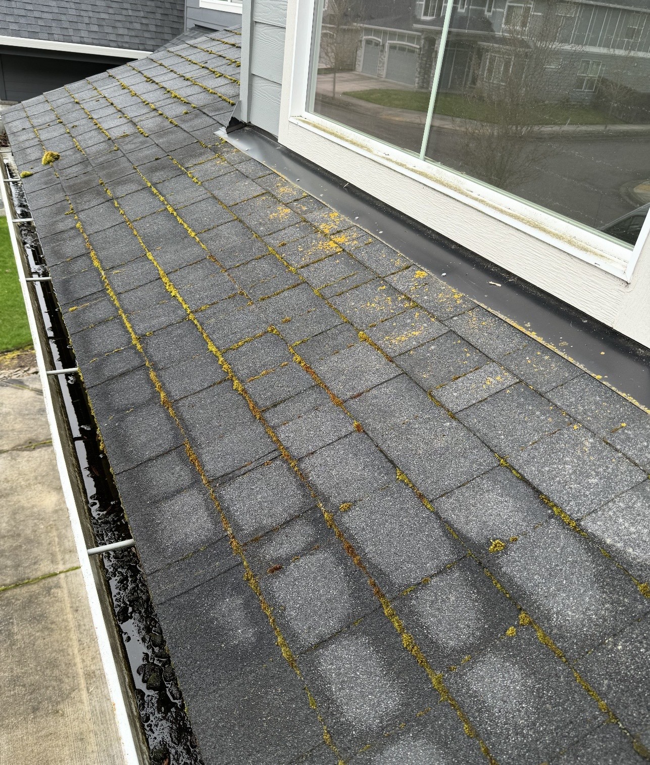 Moss buildup and granule loss on aged residential shingles on a Vancouver, WA home. 