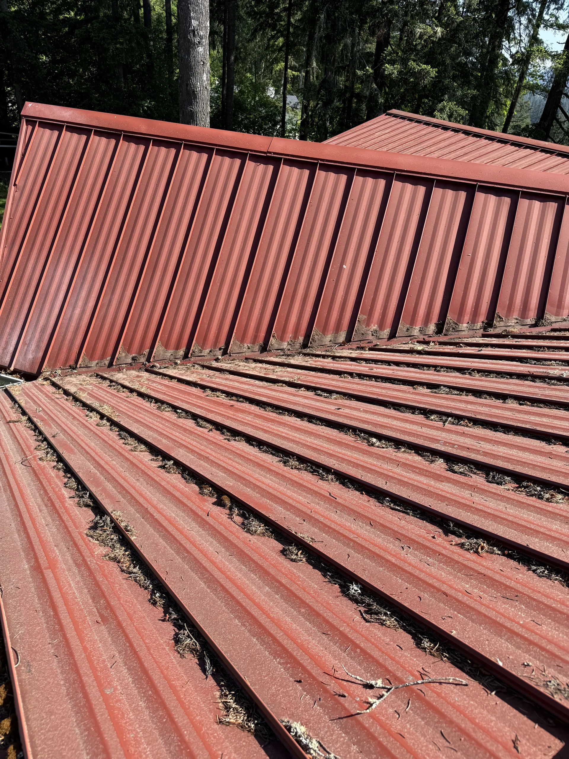 Debris settling into the seams of a metal roof, a common find during summer roof maintenance in Southwest Washington.