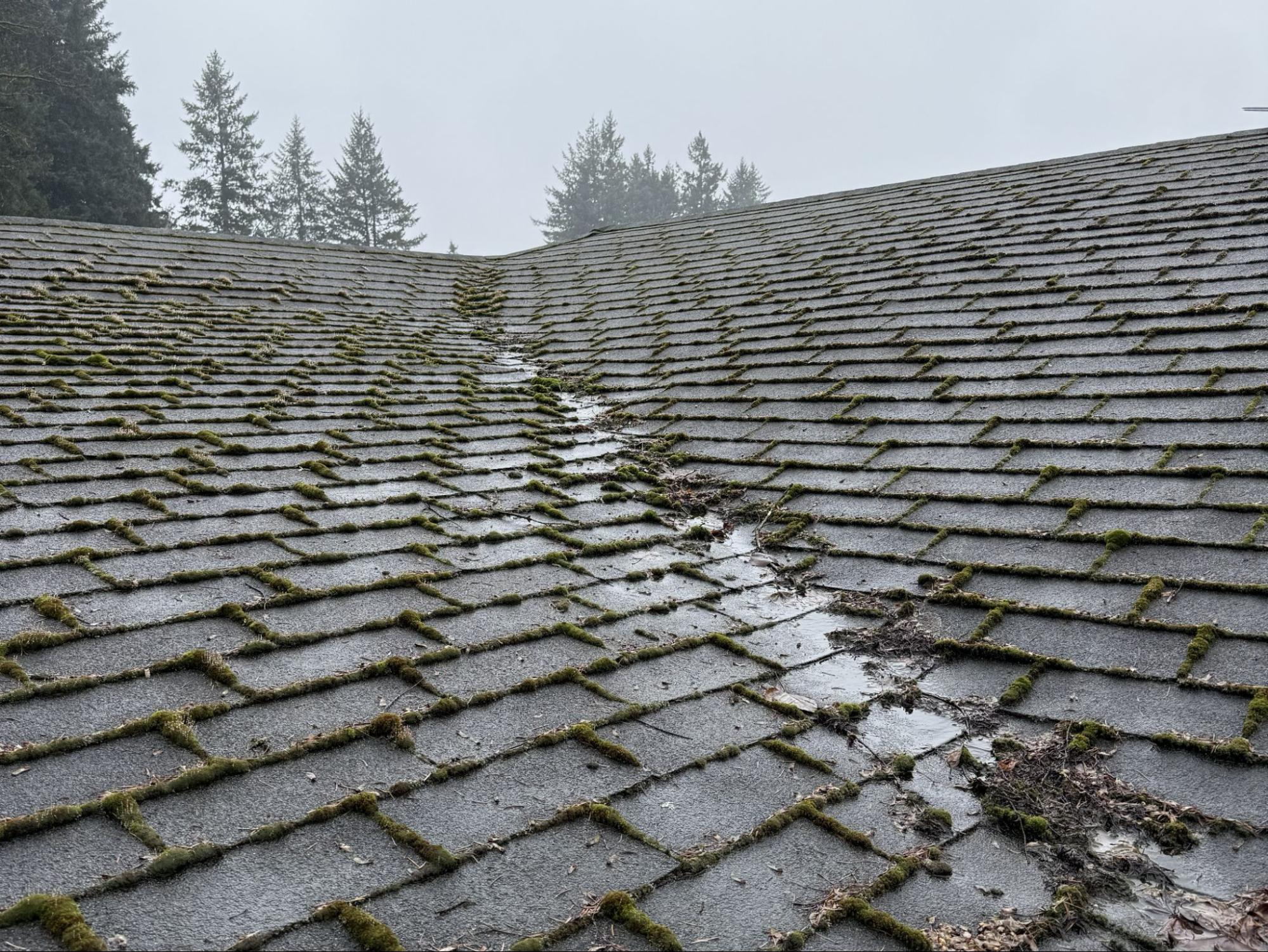 Moss and debris covering a worn shingle roof in Southwest Washington before replacement.