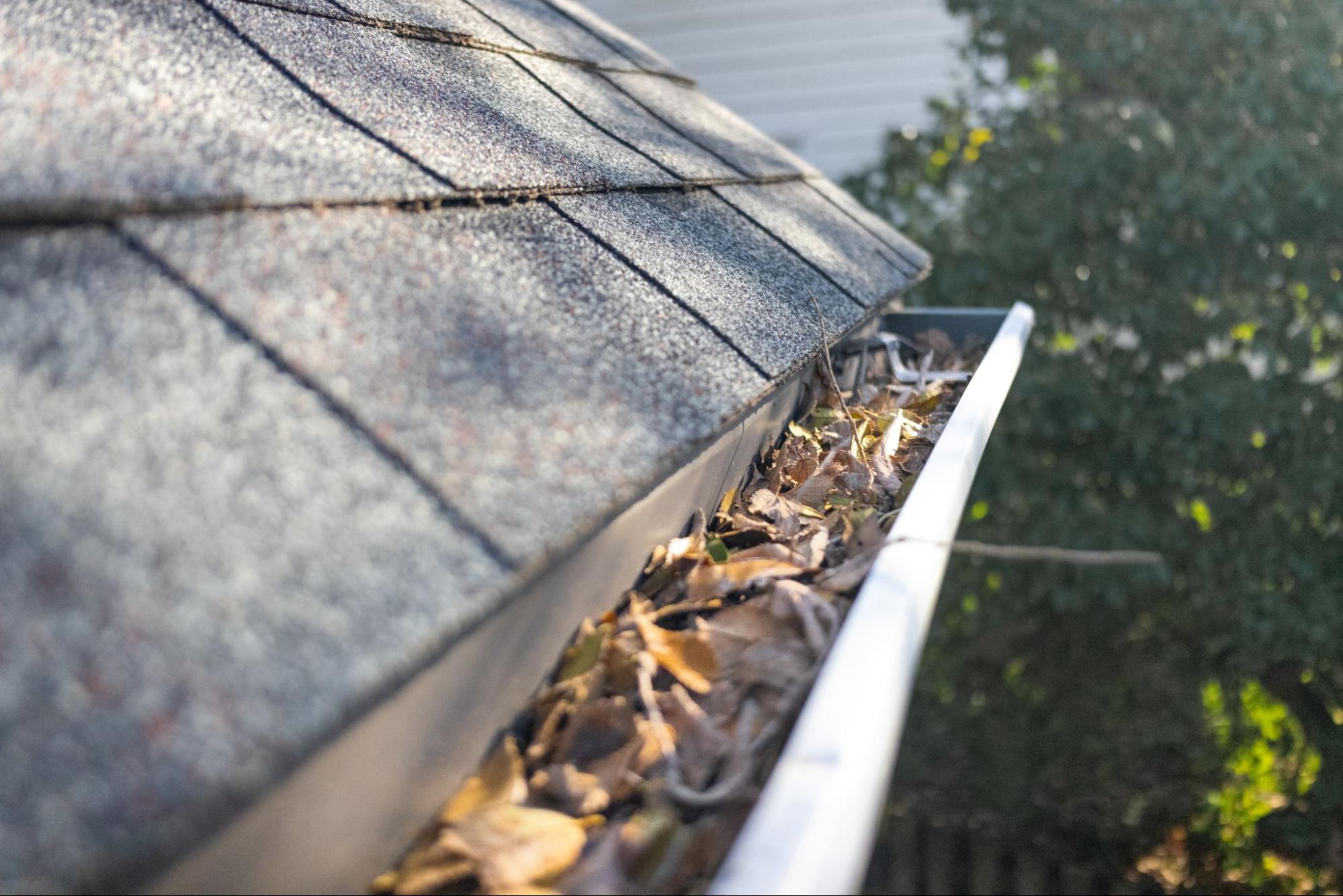 Gutter clogged with dry fall leaves along the edge of an asphalt shingle roof.