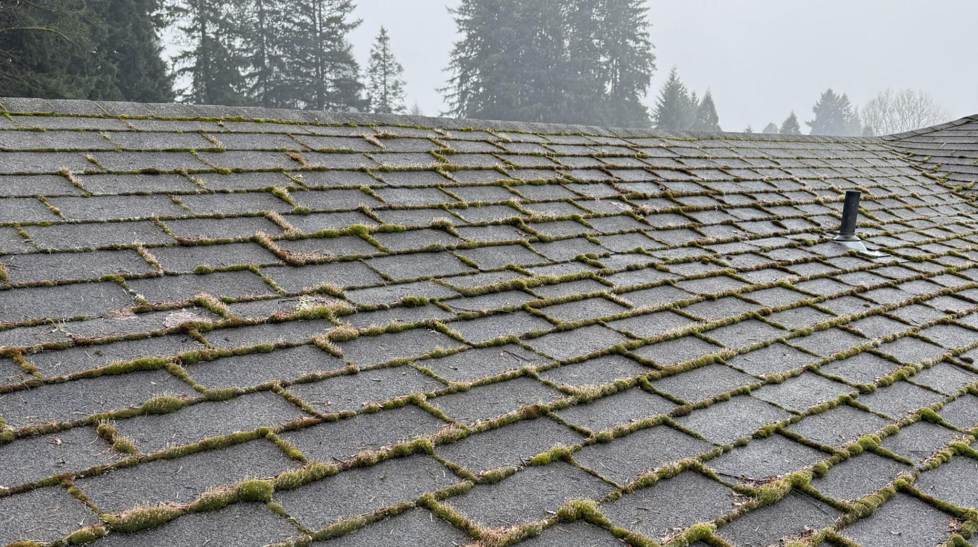 Moss growing between asphalt shingles on a Southwest Washington roof near tall firs.